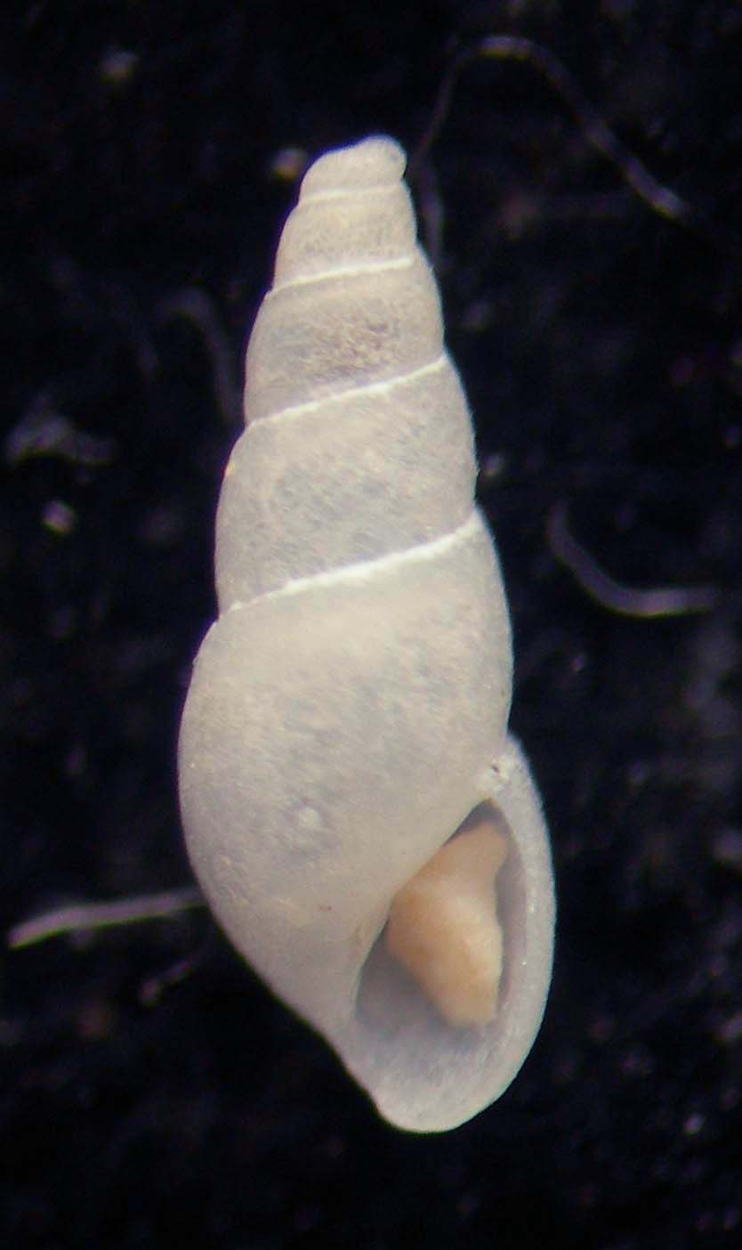 Odostomia erjaveciana